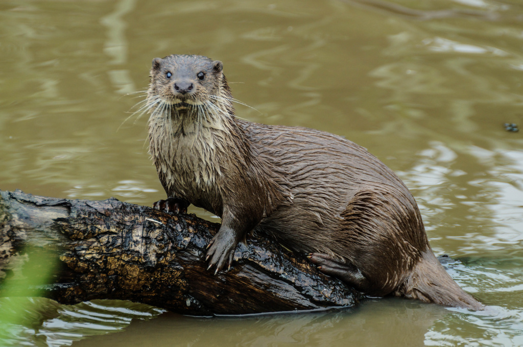 otter-01.jpg