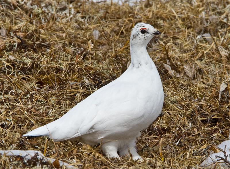 Belaya-kuropatka.jpg