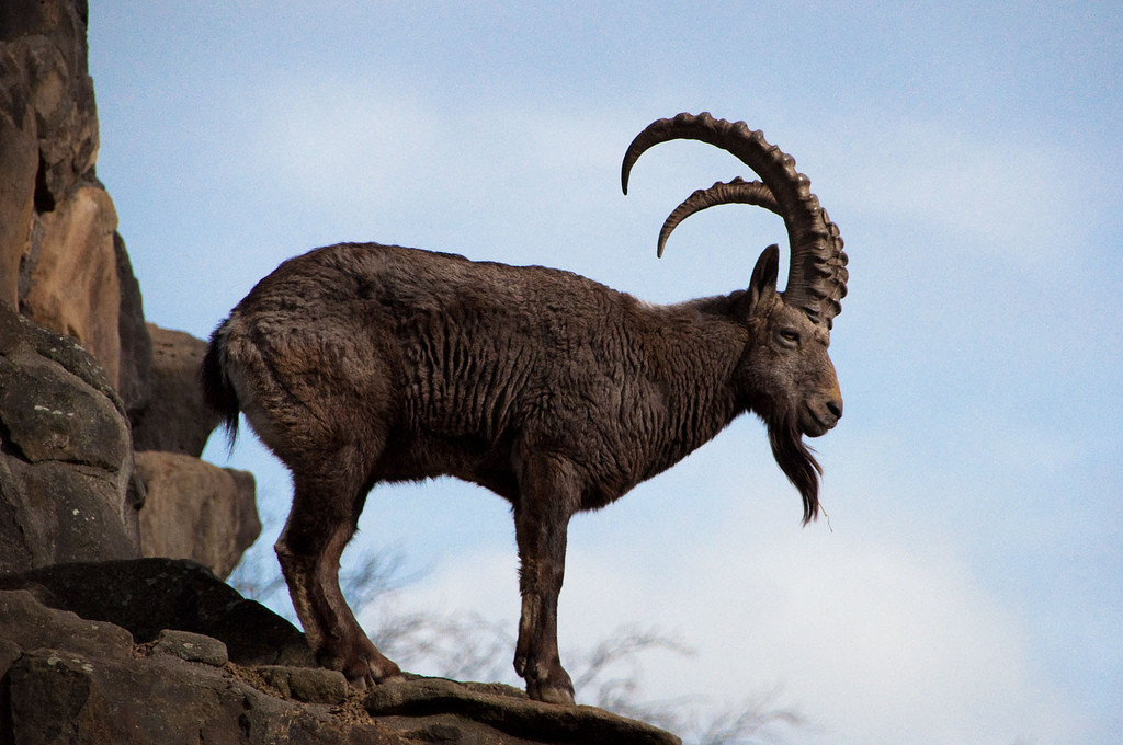 Siberian-ibex-1024x680.jpg